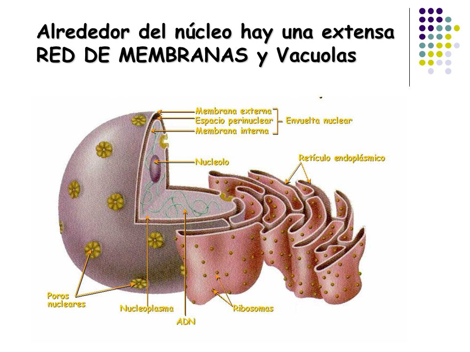 Alrededor del núcleo hay una extensa RED DE MEMBRANAS y Vacuolas