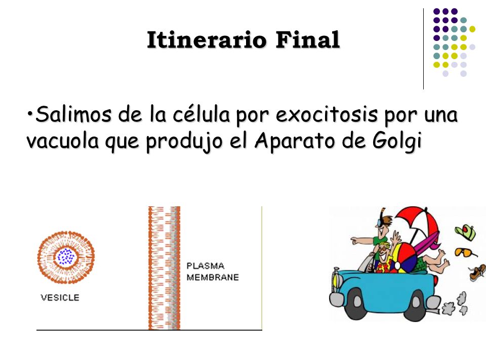 Itinerario Final Salimos de la célula por exocitosis por una vacuola que produjo el Aparato de Golgi.