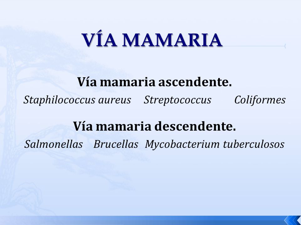 Vía mamaria ascendente. Vía mamaria descendente.