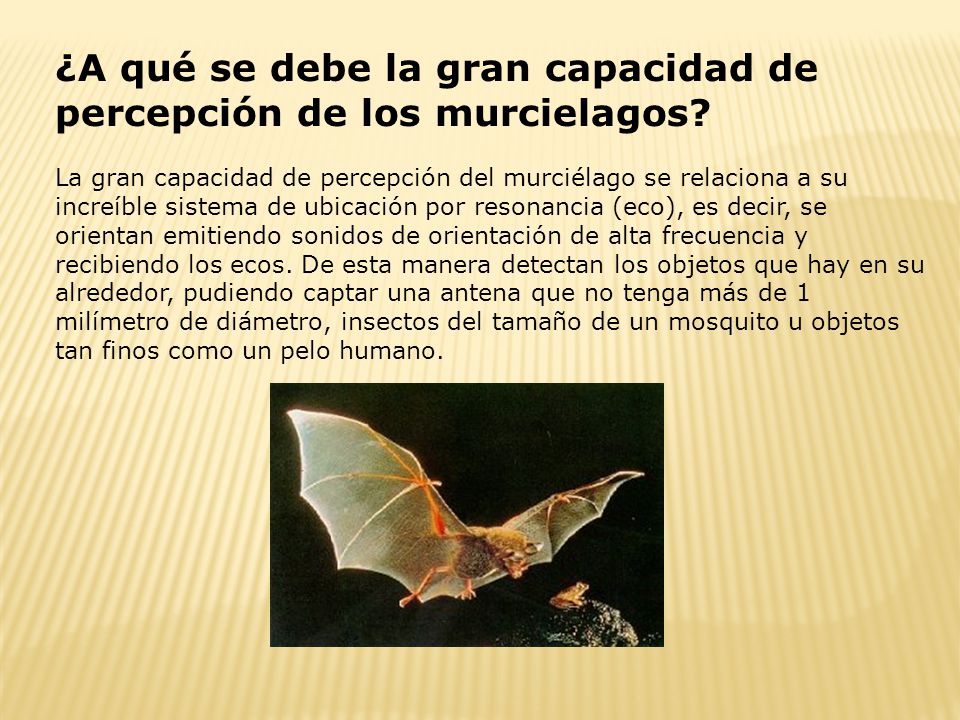 ¿A qué se debe la gran capacidad de percepción de los murcielagos