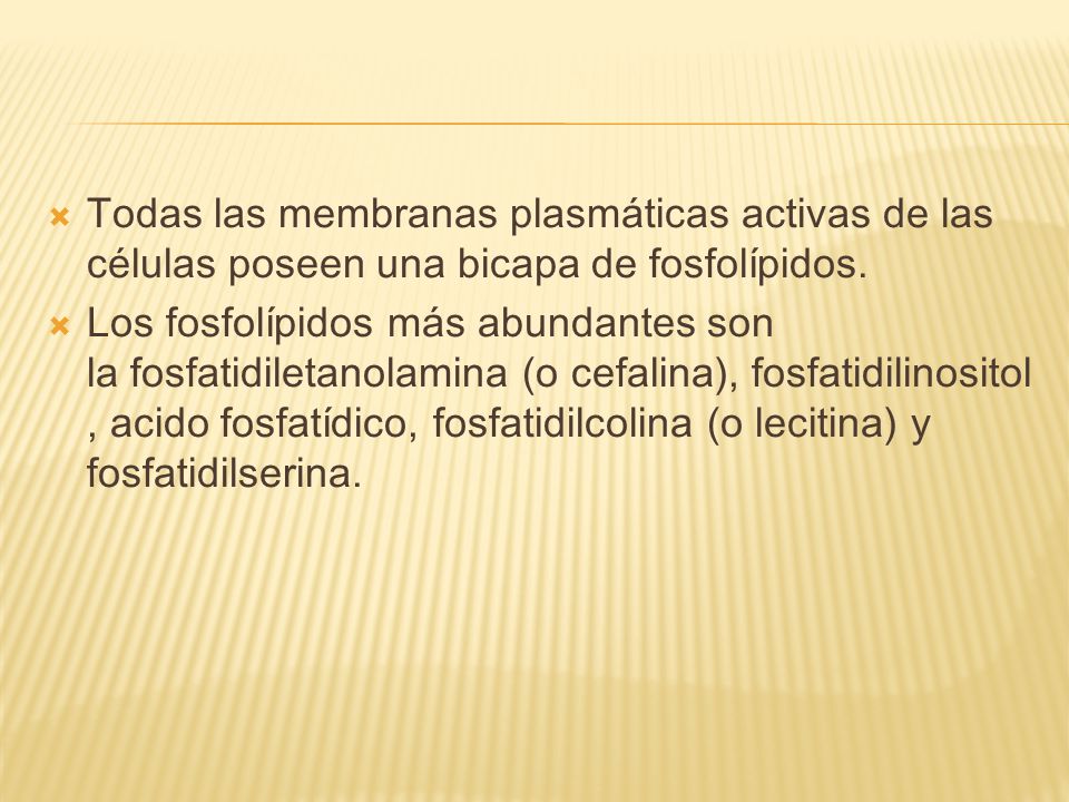 Todas las membranas plasmáticas activas de las células poseen una bicapa de fosfolípidos.