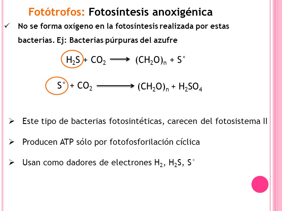 Fotótrofos: Fotosíntesis anoxigénica
