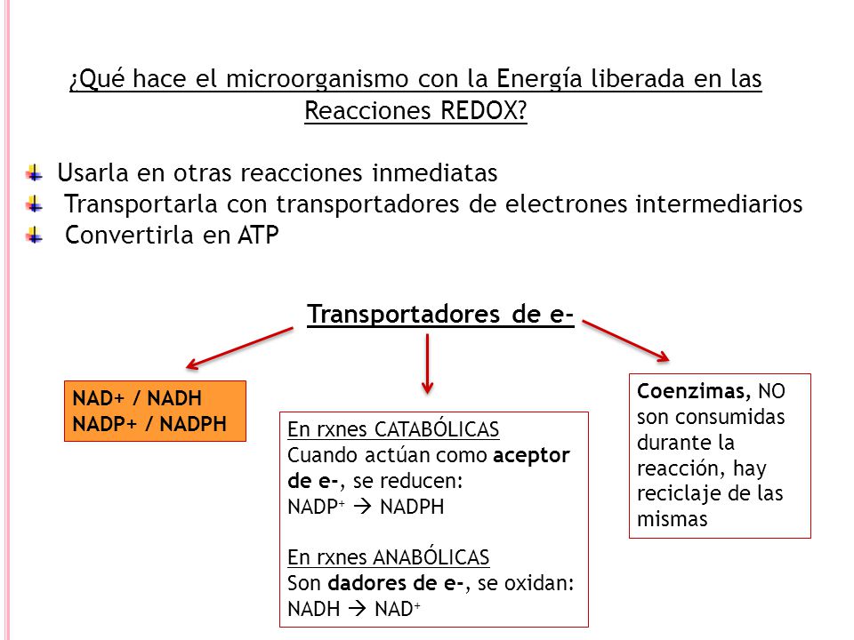 ¿Qué hace el microorganismo con la Energía liberada en las