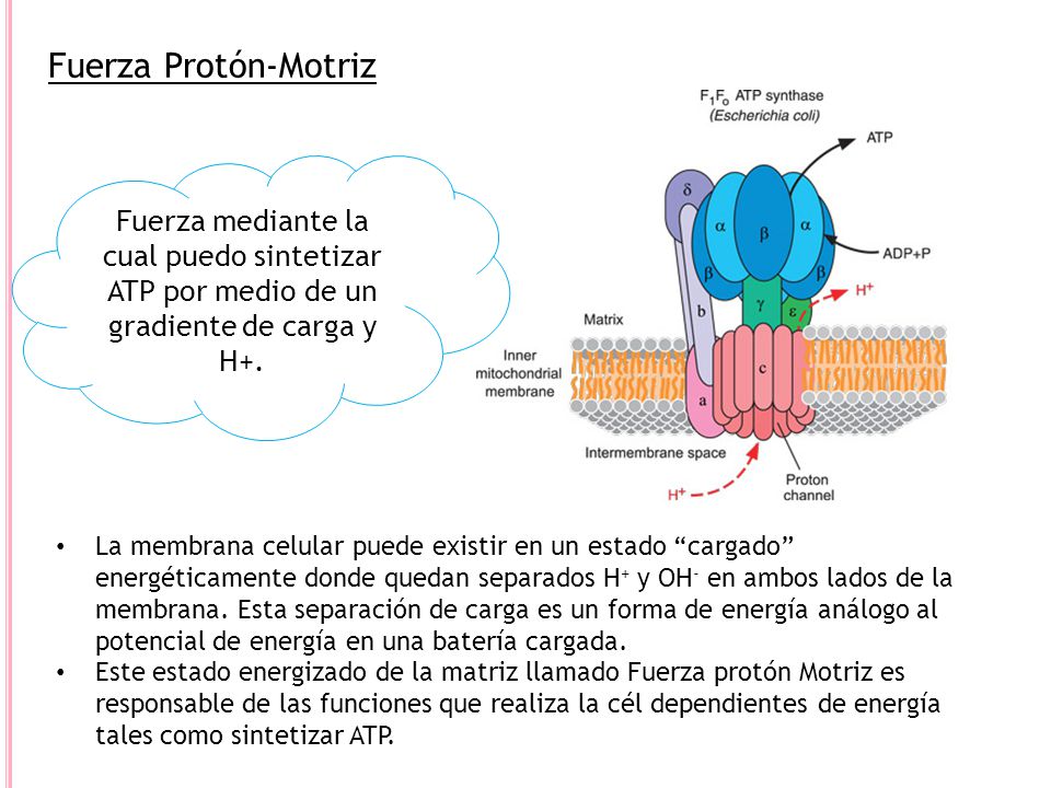 Fuerza Protón-Motriz Fuerza mediante la cual puedo sintetizar ATP por medio de un gradiente de carga y H+.