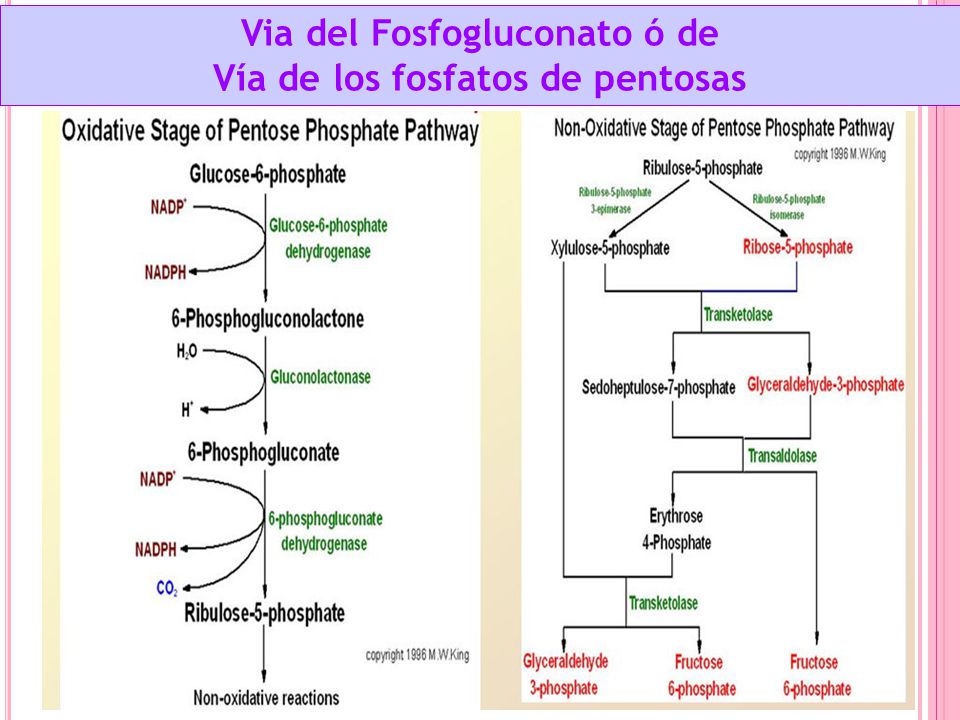 Via del Fosfogluconato ó de Vía de los fosfatos de pentosas