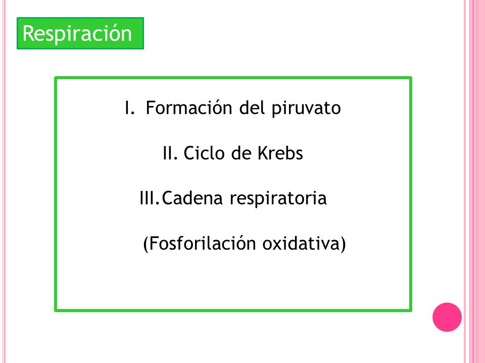 Respiración Formación del piruvato Ciclo de Krebs Cadena respiratoria