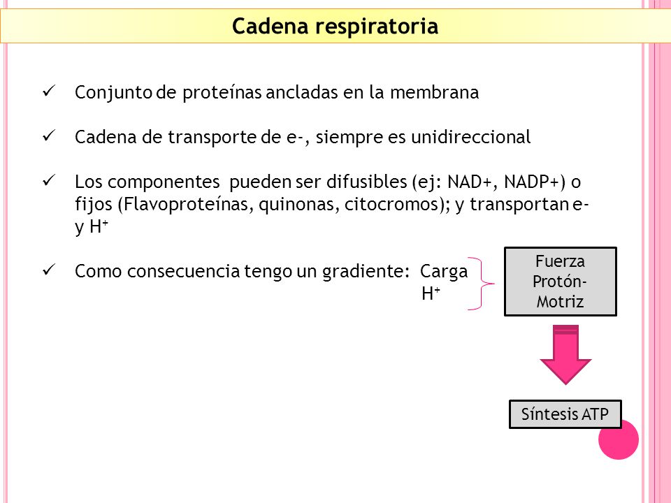 Cadena respiratoria Conjunto de proteínas ancladas en la membrana