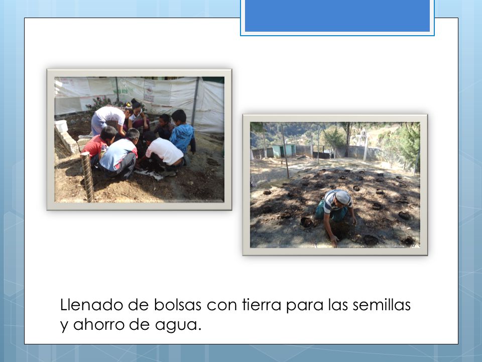 Llenado de bolsas con tierra para las semillas y ahorro de agua.