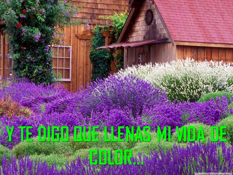 Y TE DIGO QUE LLENAS MI VIDA DE COLOR...