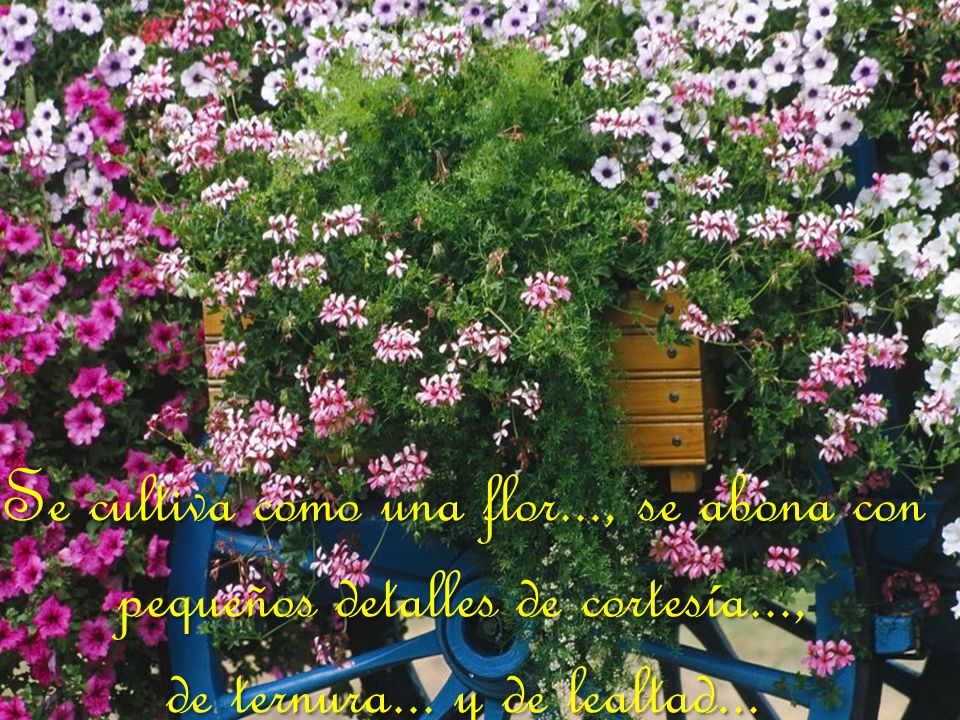 Se cultiva como una flor. , se abona con pequeños detalles de cortesía