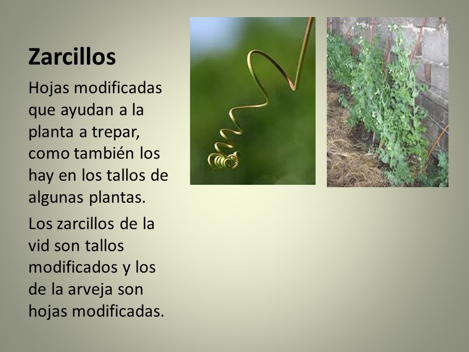 Zarcillos Hojas modificadas que ayudan a la planta a trepar, como también los hay en los tallos de algunas plantas.
