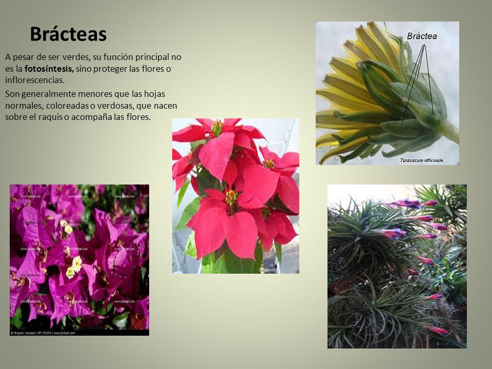 Brácteas A pesar de ser verdes, su función principal no es la fotosíntesis, sino proteger las flores o inflorescencias.