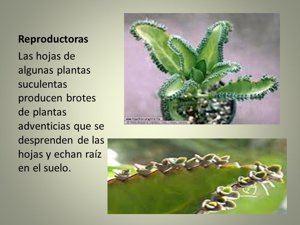 Reproductoras Las hojas de algunas plantas suculentas producen brotes de plantas adventicias que se desprenden de las hojas y echan raíz en el suelo.