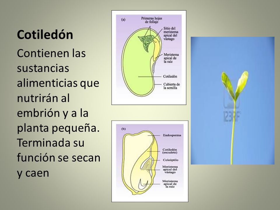 Cotiledón Contienen las sustancias alimenticias que nutrirán al embrión y a la planta pequeña.