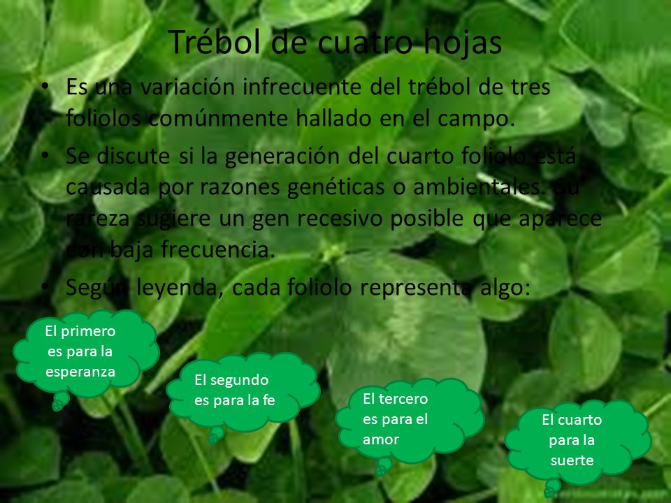 Trébol de cuatro hojas Es una variación infrecuente del trébol de tres foliolos comúnmente hallado en el campo.