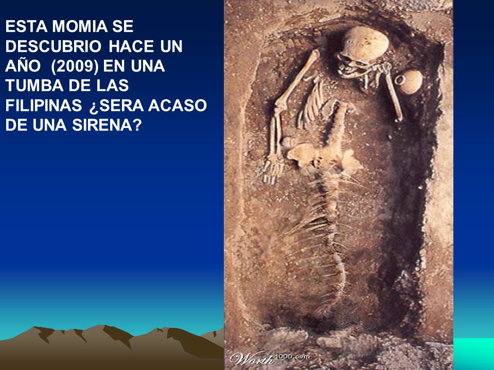 ESTA MOMIA SE DESCUBRIO HACE UN AÑO (2009) EN UNA TUMBA DE LAS FILIPINAS ¿SERA ACASO DE UNA SIRENA