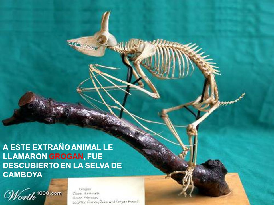 A ESTE EXTRAÑO ANIMAL LE LLAMARON GROGAN, FUE DESCUBIERTO EN LA SELVA DE CAMBOYA
