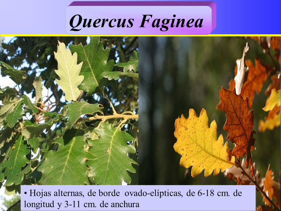 Quercus Faginea Hojas alternas, de borde ovado-elípticas, de 6-18 cm.