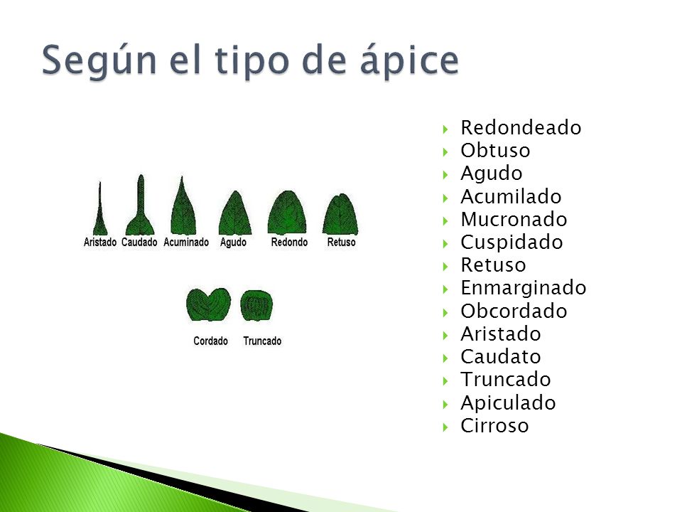 Según el tipo de ápice Redondeado Obtuso Agudo Acumilado Mucronado