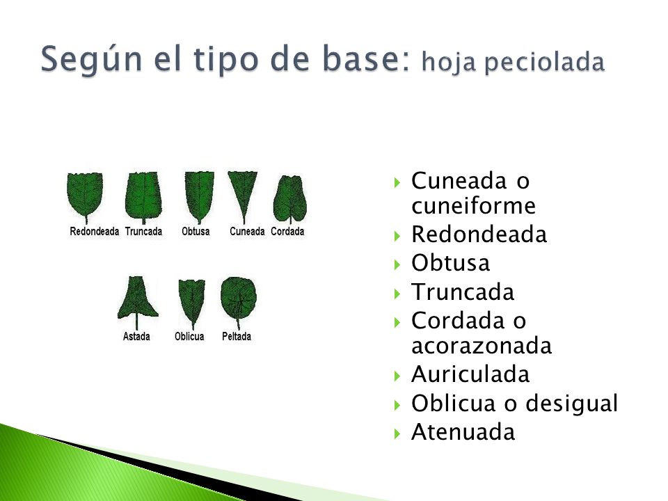 Según el tipo de base: hoja peciolada
