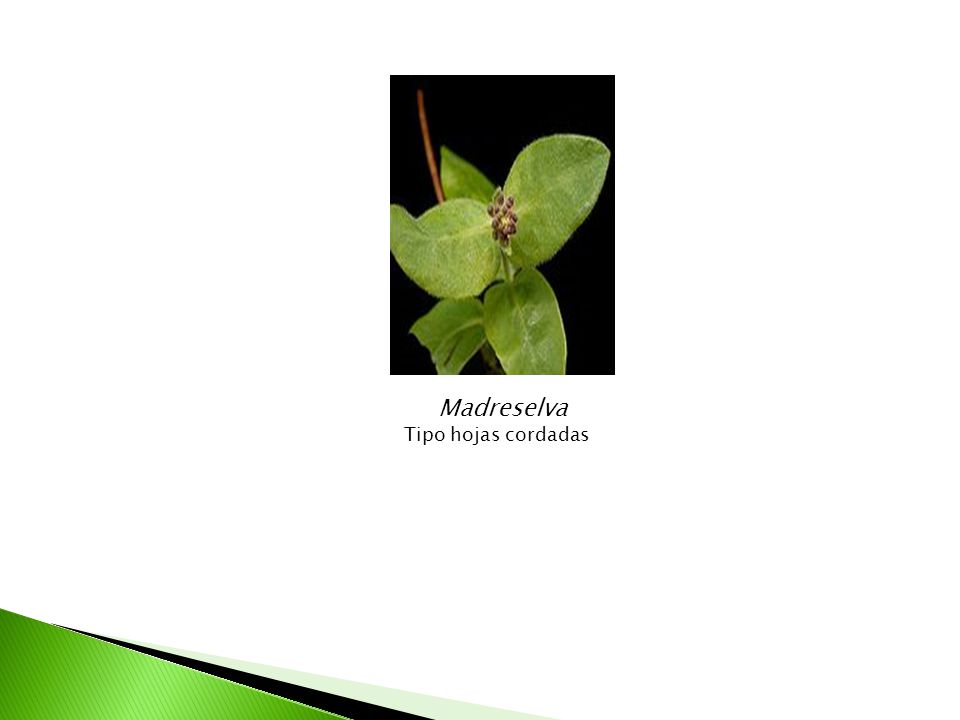 Madreselva Tipo hojas cordadas