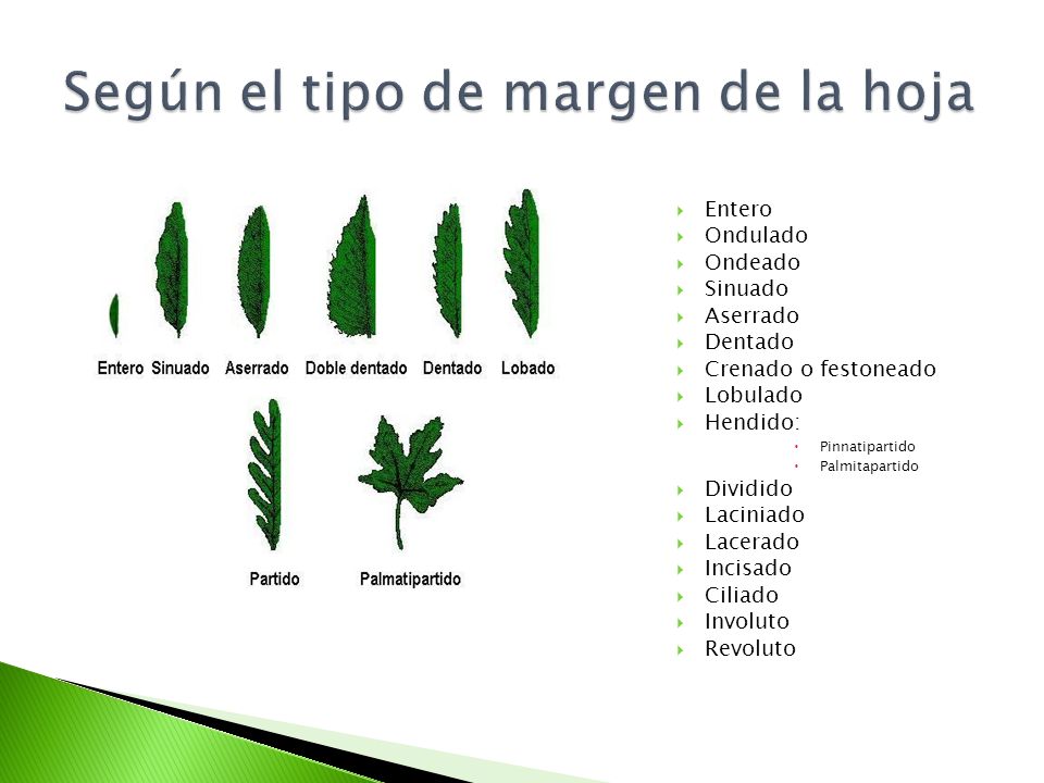 Según el tipo de margen de la hoja