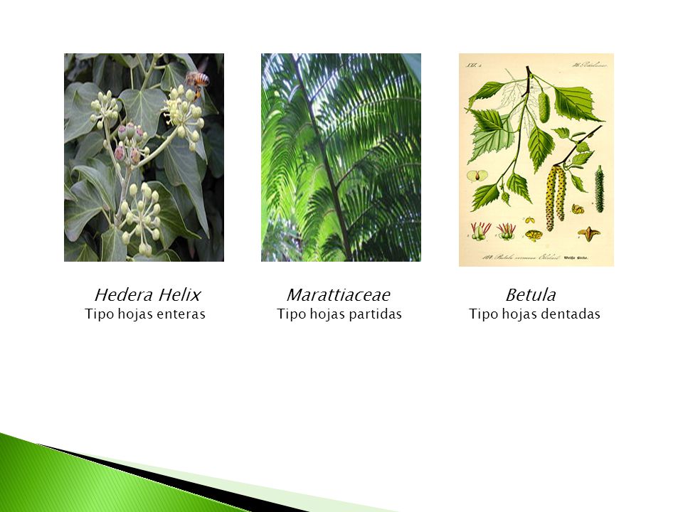 Hedera Helix Marattiaceae Betula Tipo hojas enteras