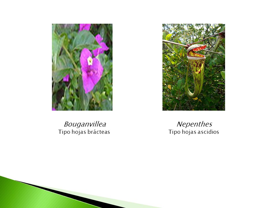 Bouganvillea Tipo hojas brácteas Nepenthes Tipo hojas ascidios