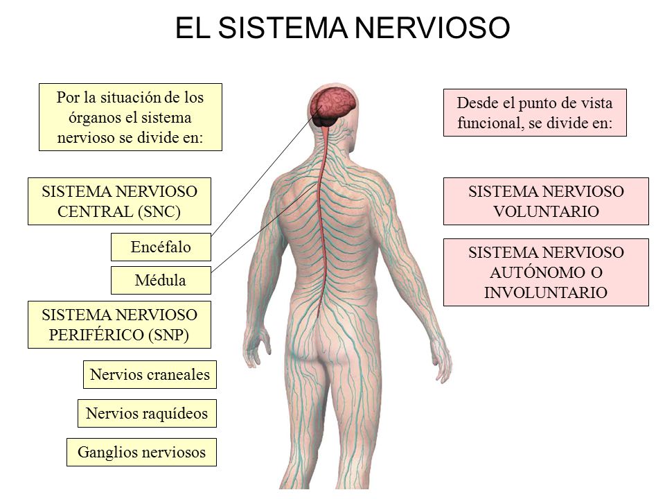 EL SISTEMA NERVIOSO Por la situación de los órganos el sistema nervioso se divide en: Desde el punto de vista funcional, se divide en:
