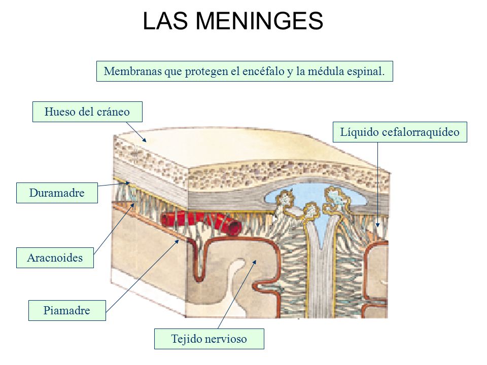 LAS MENINGES Membranas que protegen el encéfalo y la médula espinal.