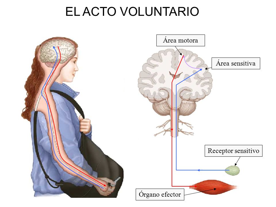 EL ACTO VOLUNTARIO Área motora Área sensitiva Receptor sensitivo