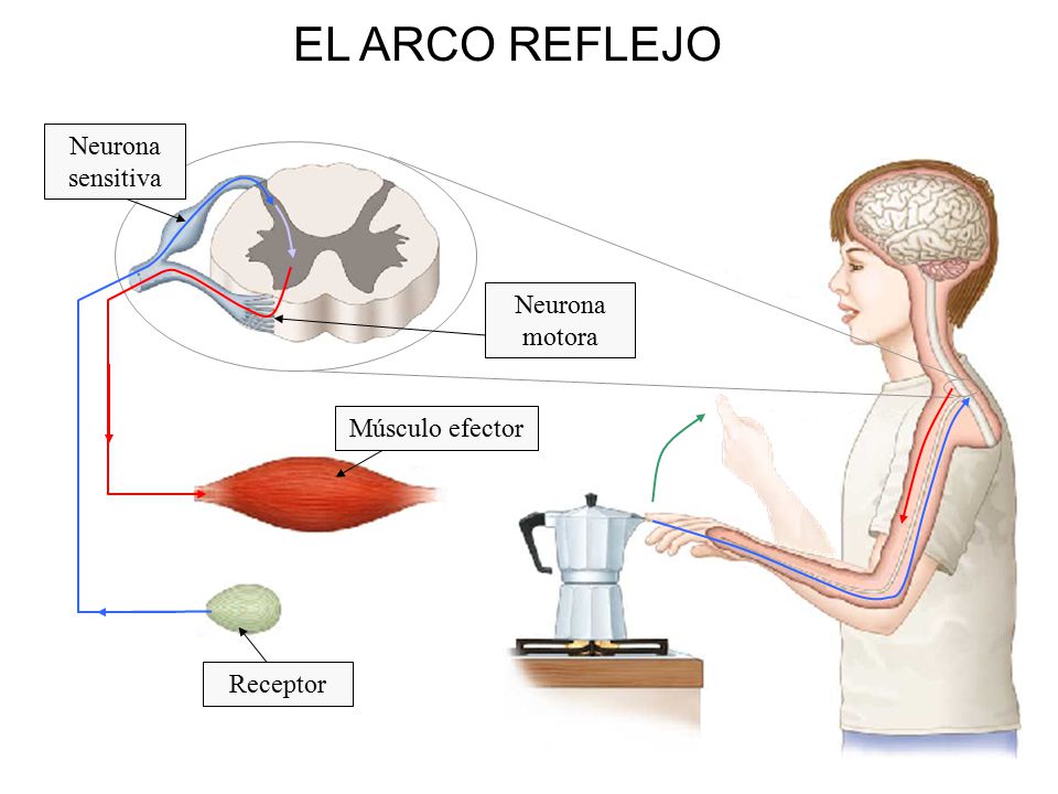 EL ARCO REFLEJO Neurona sensitiva Neurona motora Músculo efector