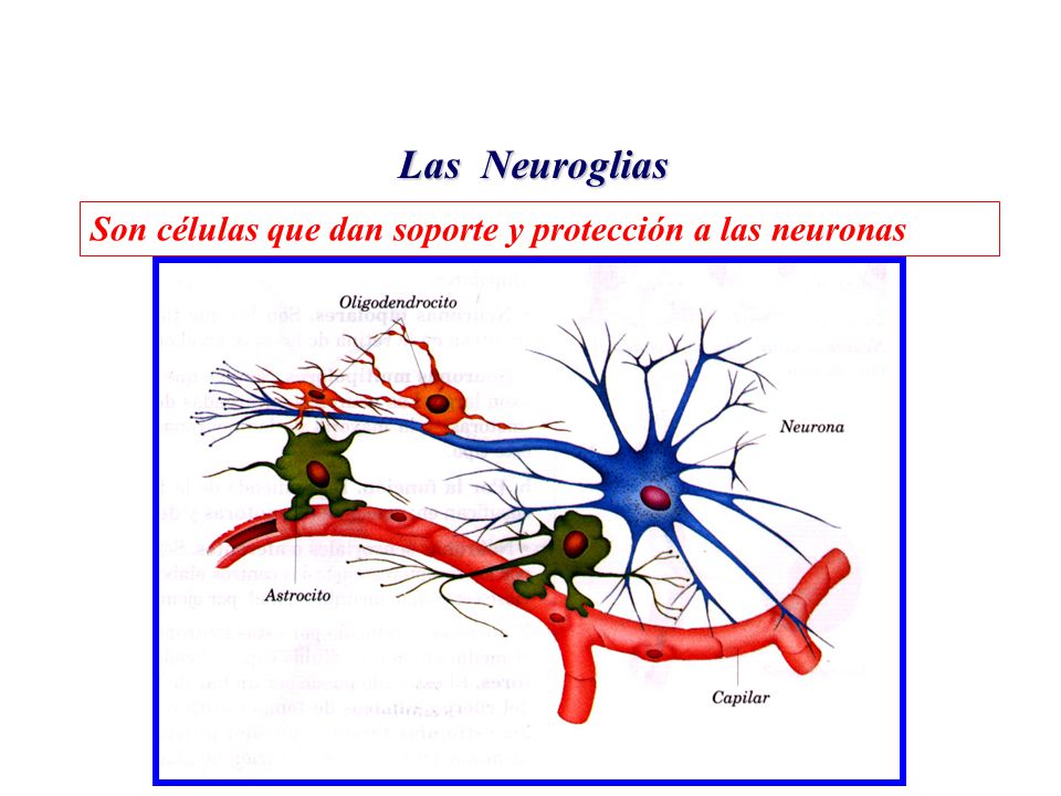 Las Neuroglias Son células que dan soporte y protección a las neuronas