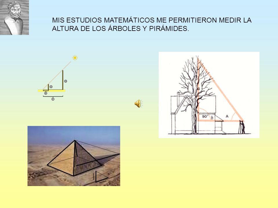 MIS ESTUDIOS MATEMÁTICOS ME PERMITIERON MEDIR LA ALTURA DE LOS ÁRBOLES Y PIRÁMIDES.