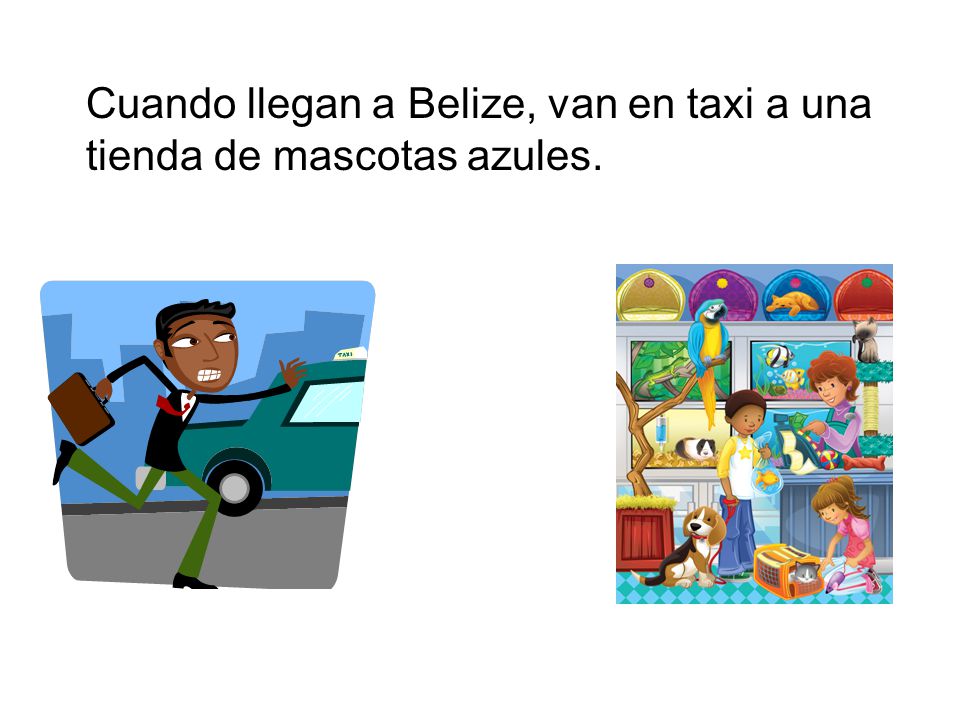 Cuando llegan a Belize, van en taxi a una tienda de mascotas azules.