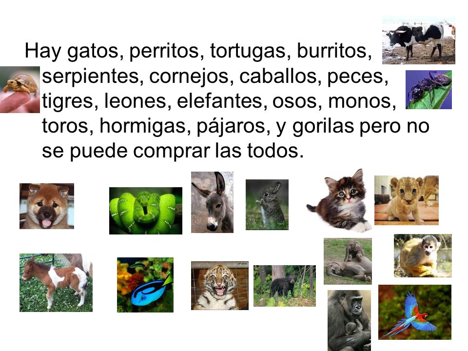 Hay gatos, perritos, tortugas, burritos, serpientes, cornejos, caballos, peces, tigres, leones, elefantes, osos, monos, toros, hormigas, pájaros, y gorilas pero no se puede comprar las todos.