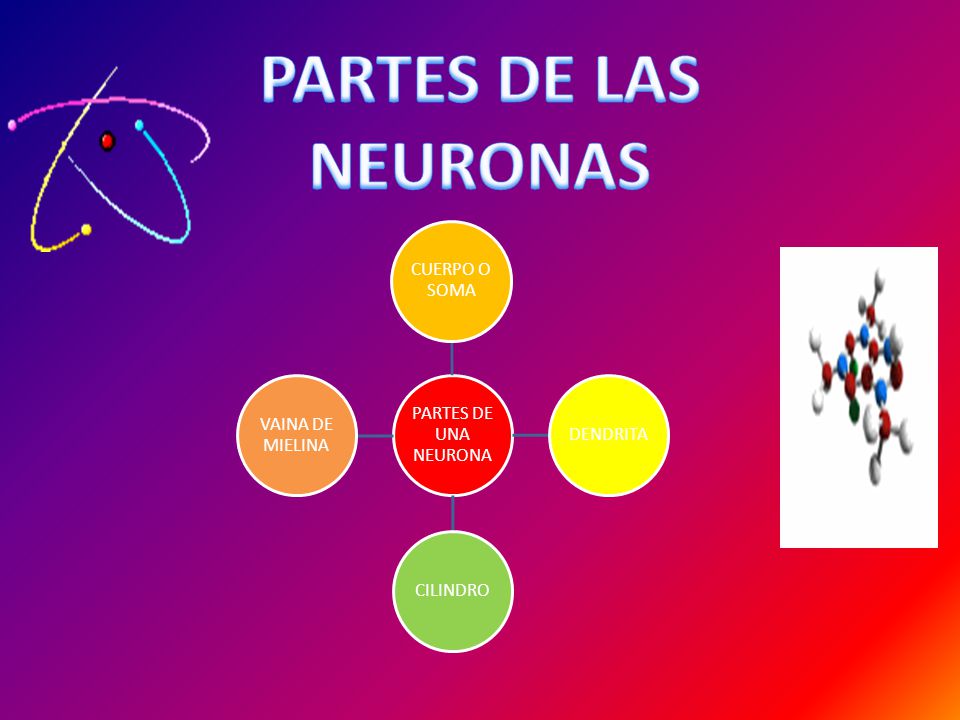 PARTES DE LAS NEURONAS PARTES DE UNA NEURONA CUERPO O SOMA DENDRITA