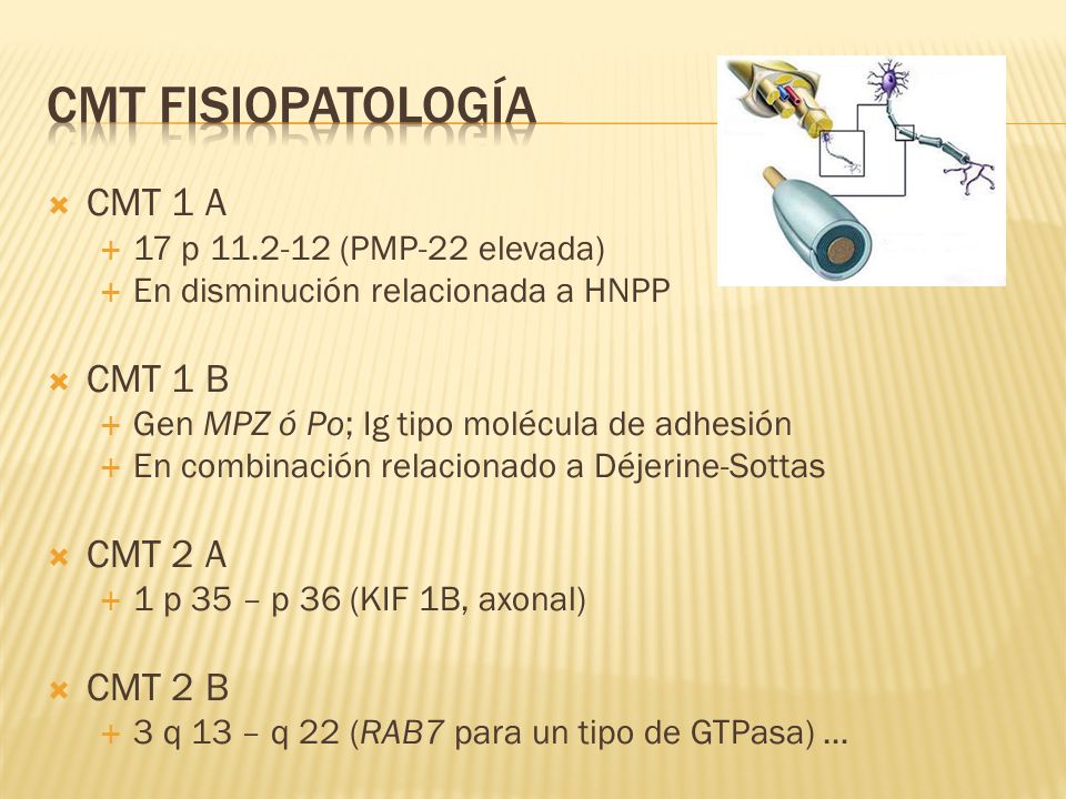CMT fisiopatología CMT 1 A CMT 1 B CMT 2 A CMT 2 B