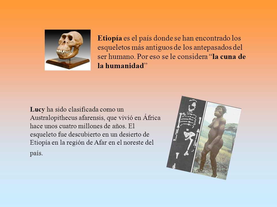 Etiopía es el país donde se han encontrado los esqueletos más antiguos de los antepasados del ser humano. Por eso se le considera la cuna de la humanidad