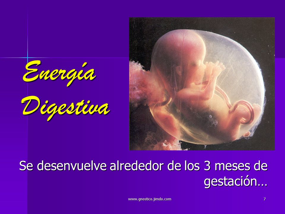 Energía Digestiva Se desenvuelve alrededor de los 3 meses de gestación…