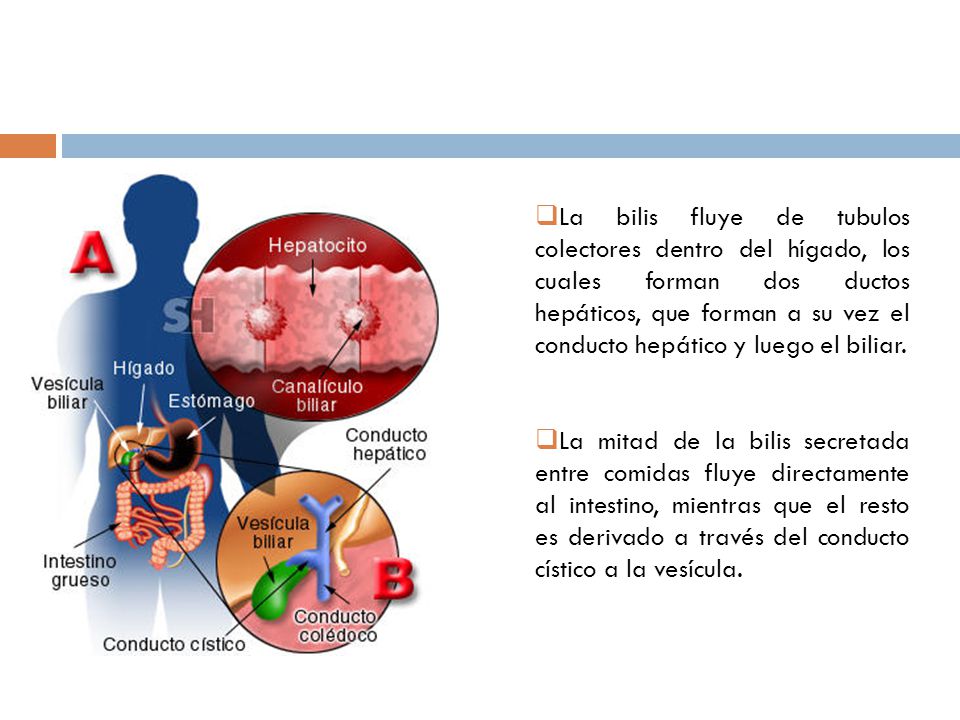 La bilis fluye de tubulos colectores dentro del hígado, los cuales forman dos ductos hepáticos, que forman a su vez el conducto hepático y luego el biliar.