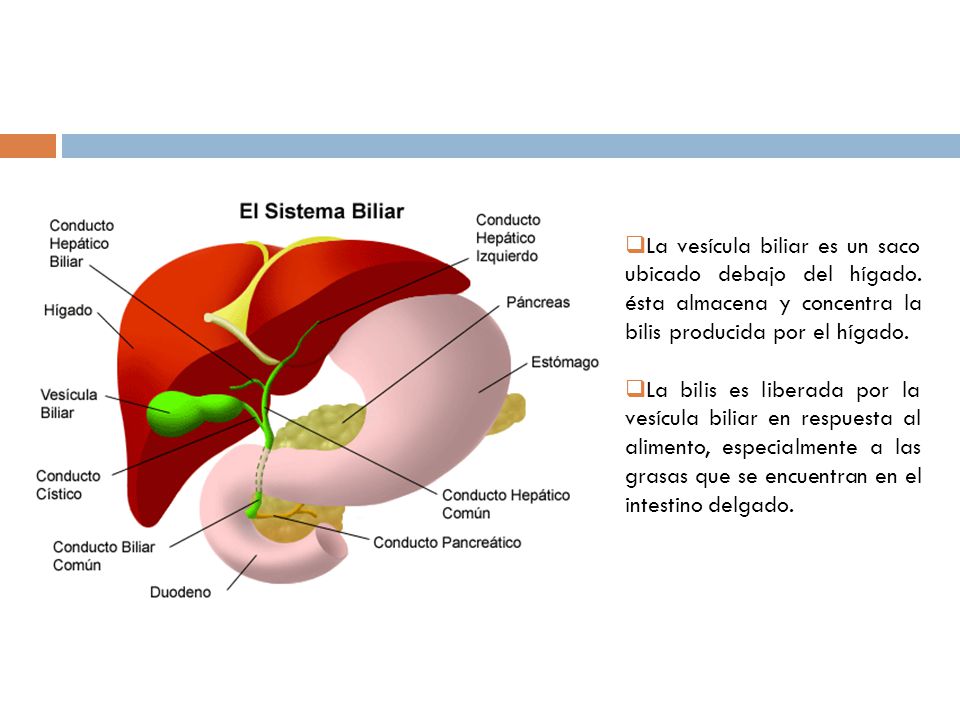 La vesícula biliar es un saco ubicado debajo del hígado