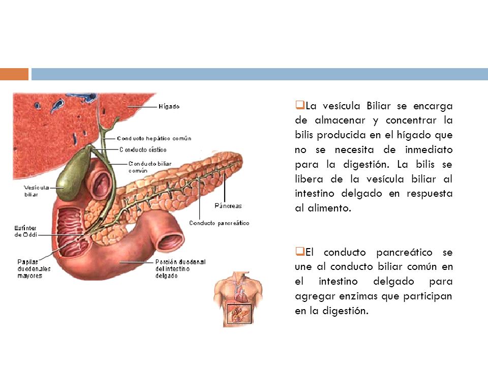 La vesícula Biliar se encarga de almacenar y concentrar la bilis producida en el hígado que no se necesita de inmediato para la digestión. La bilis se libera de la vesícula biliar al intestino delgado en respuesta al alimento.