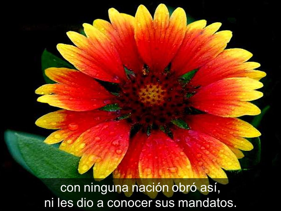con ninguna nación obró así, ni les dio a conocer sus mandatos.