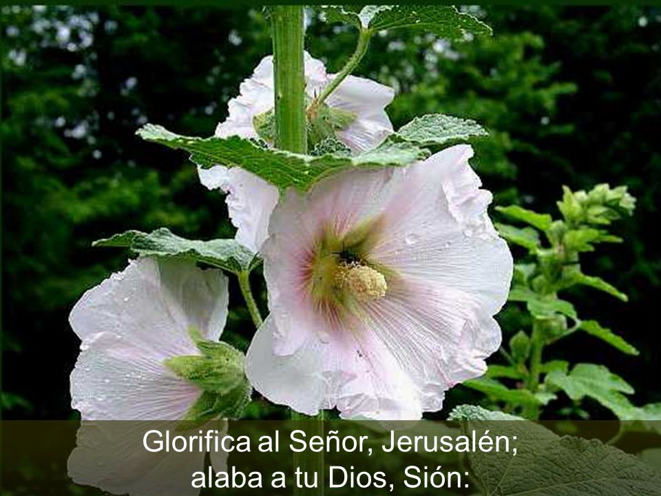 Glorifica al Señor, Jerusalén; alaba a tu Dios, Sión: