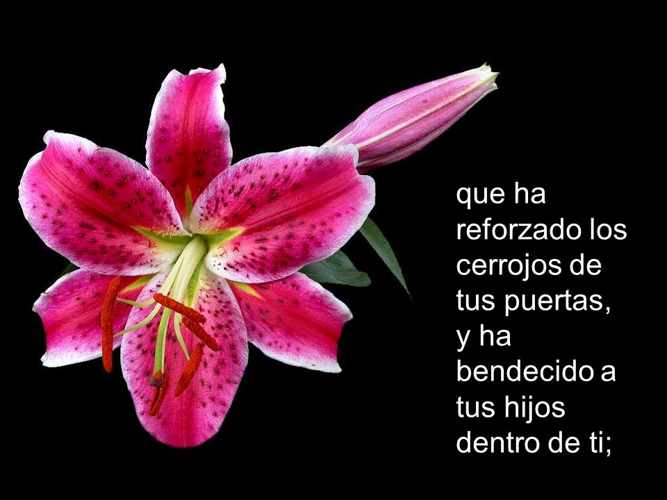 que ha reforzado los cerrojos de tus puertas, y ha bendecido a tus hijos dentro de ti;