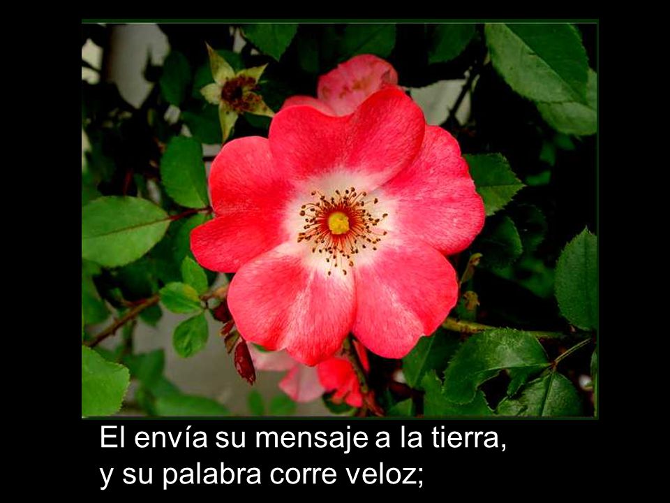 El envía su mensaje a la tierra, y su palabra corre veloz;