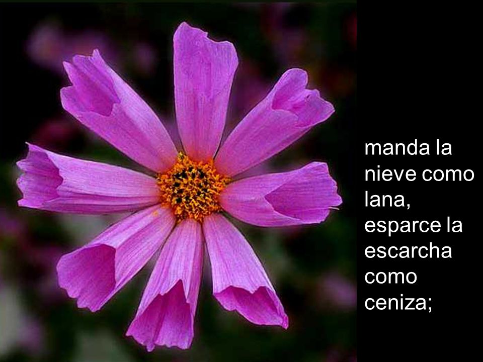 manda la nieve como lana, esparce la escarcha como ceniza;