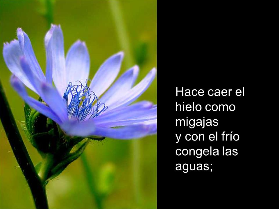 Hace caer el hielo como migajas y con el frío congela las aguas;