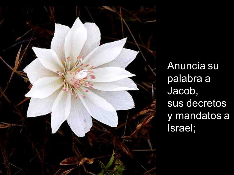 Anuncia su palabra a Jacob, sus decretos y mandatos a Israel;